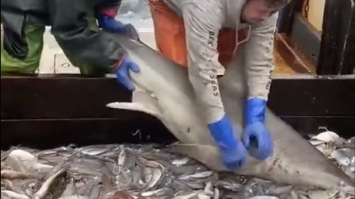Have You Seen This? Fishermen remove shark from all-you-can-eat fish buffet