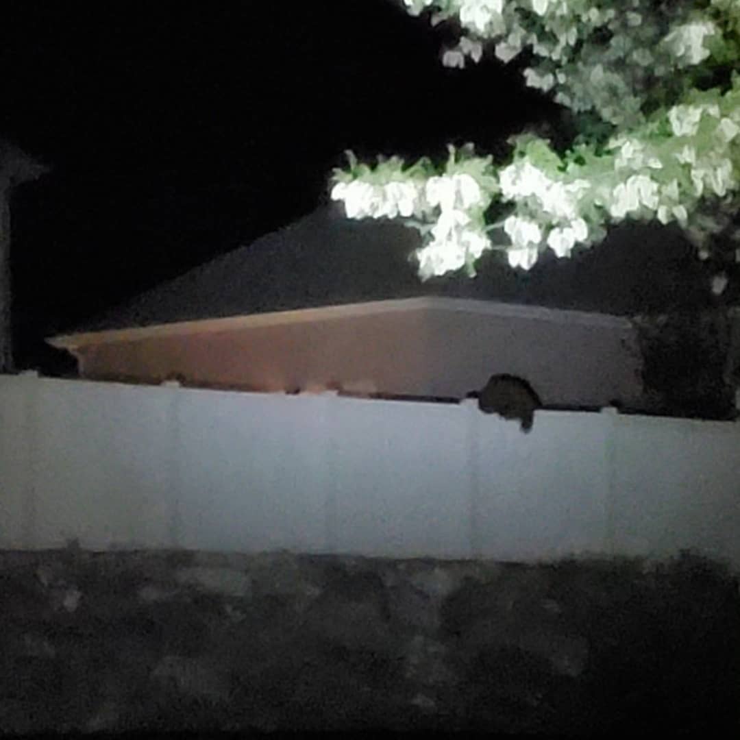 A black bear spotted early Thursday morning in a Provo residential area. 