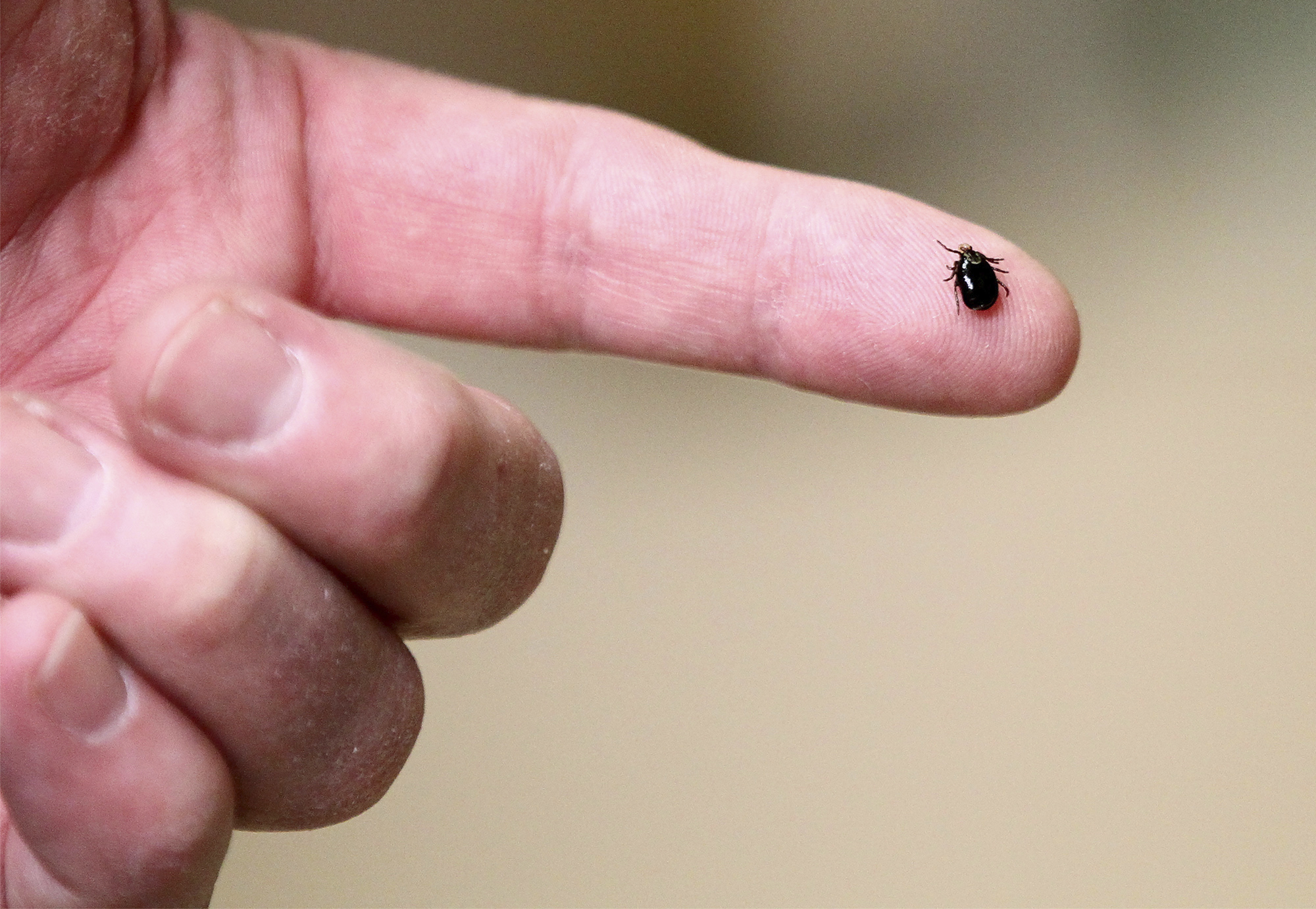 After an absence, New England's ticks are back — and hungry