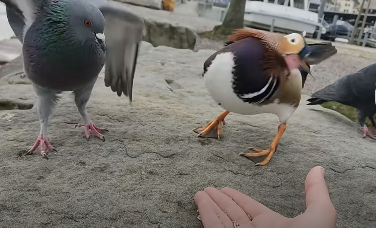 Have You Seen This? When seeds are involved, pigeon starts a slap fight |  KSL.com