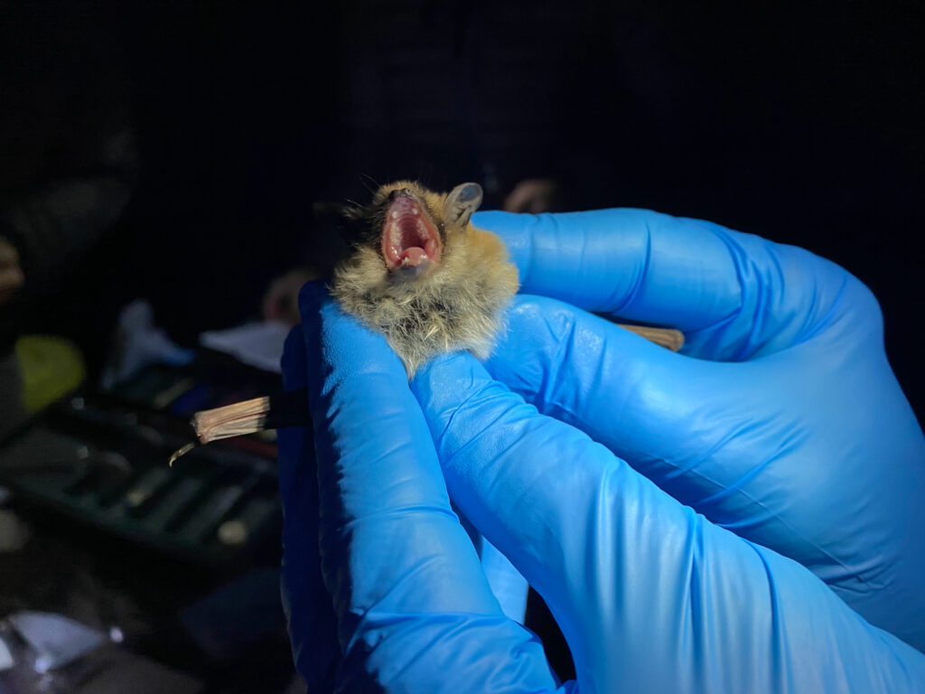 ONE TIME USE ONLY ***A fringed myotis shows off its teeth. All bats in Utah, including the fringed myotis, are insectivores and rarely interact with humans. Mammoth Cave, Garfield County, Utah, May 13, 2021 