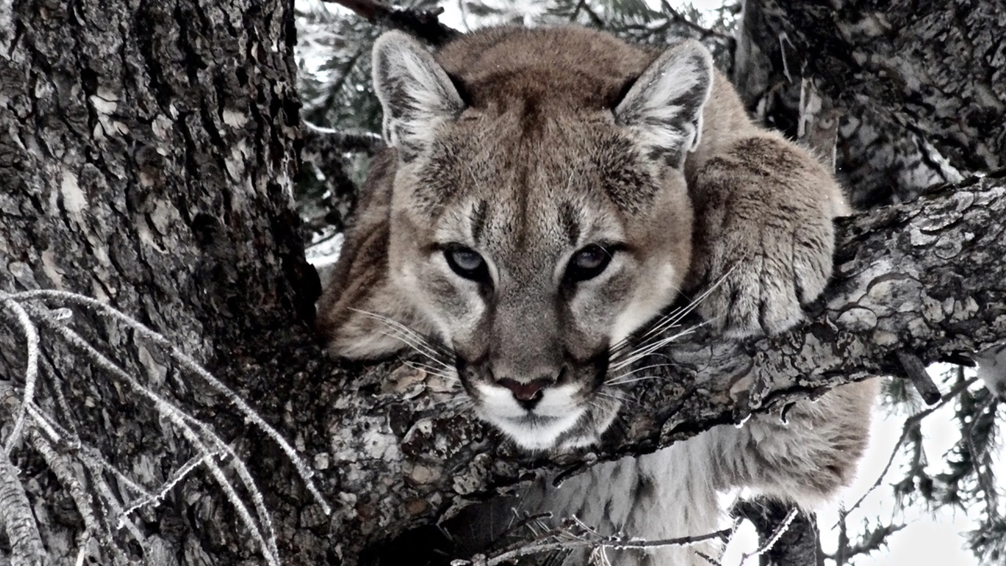 A young mountain lion finds cover in the north-facing forest of Mount Timpanogos in Utah’s Wasatch Range.
