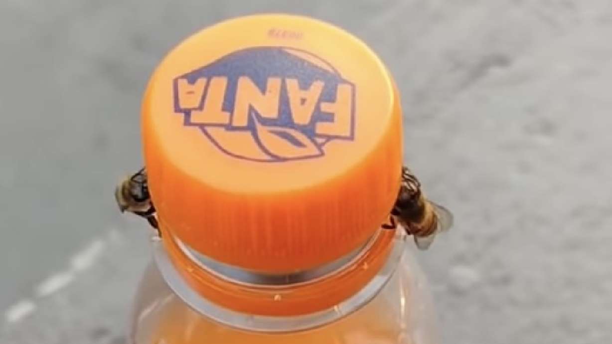 Have You Seen This? 2 bees open Fanta bottle and I don't know what that means