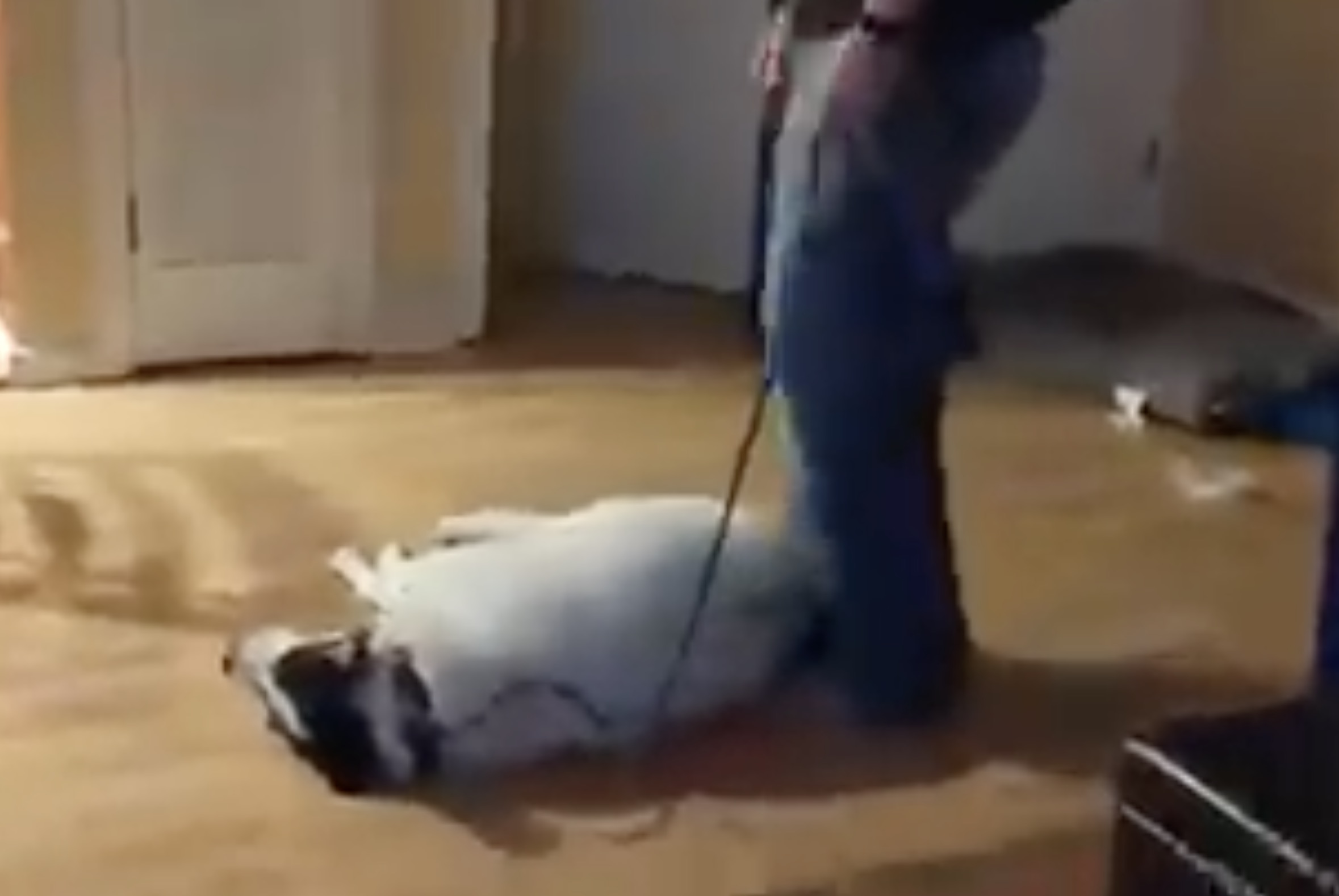 Have You Seen This? Dog hates his nightly walks