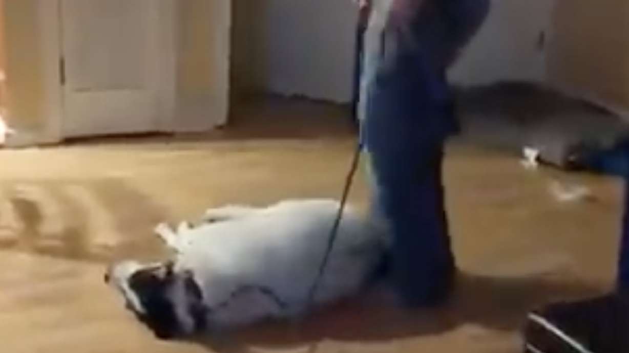 Have You Seen This? Dog hates his nightly walks