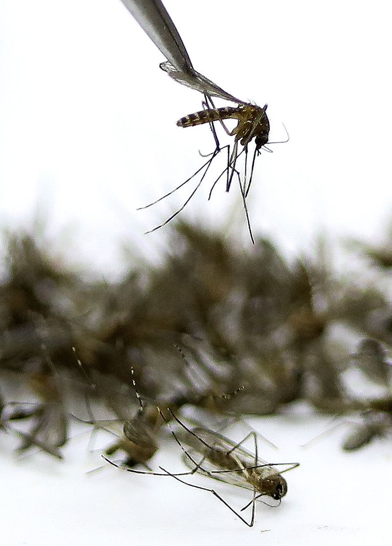 Mosquitoes are sorted by type at the Salt Lake Mosquito
Abatement District laboratory in Salt Lake City on Thursday, May
27, 2021.