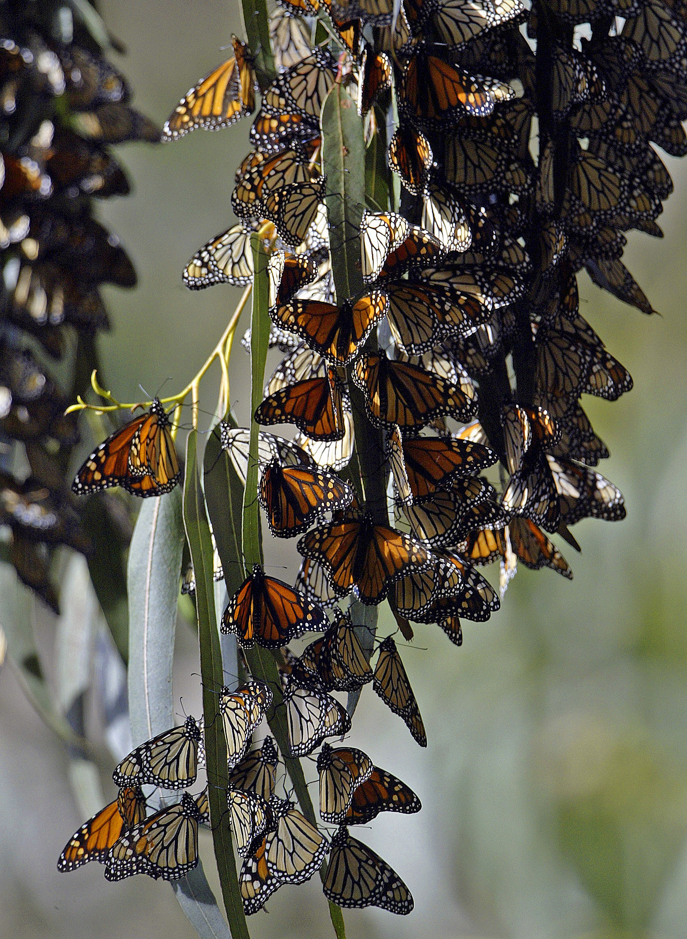 Milkweed planted in California to help monarch butterflies