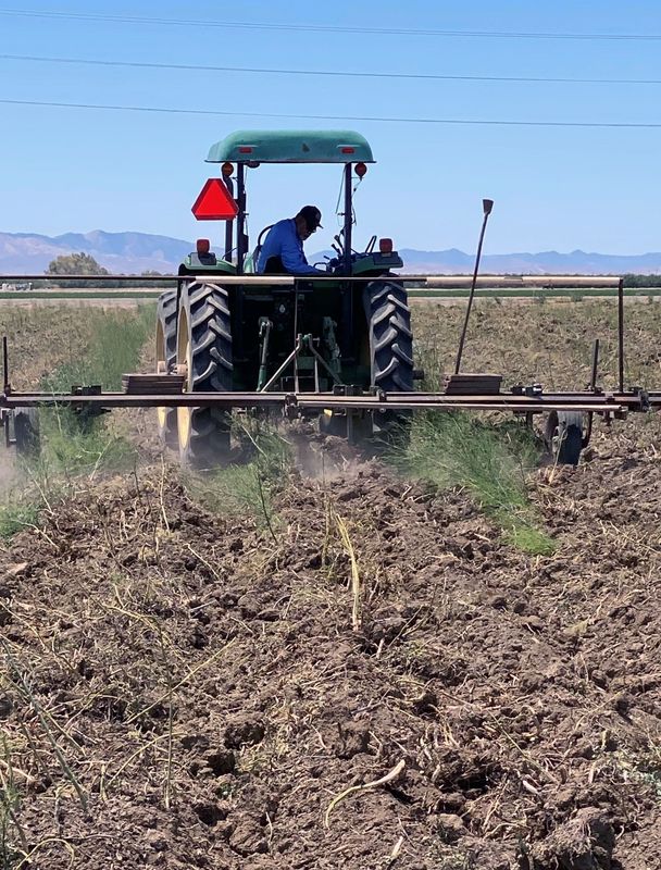 Tractor plows asparagus plants destroyed due to the lack of water in Firebaugh, California, U.S., May 25, 2021.  REUTERS/Norma Galeana