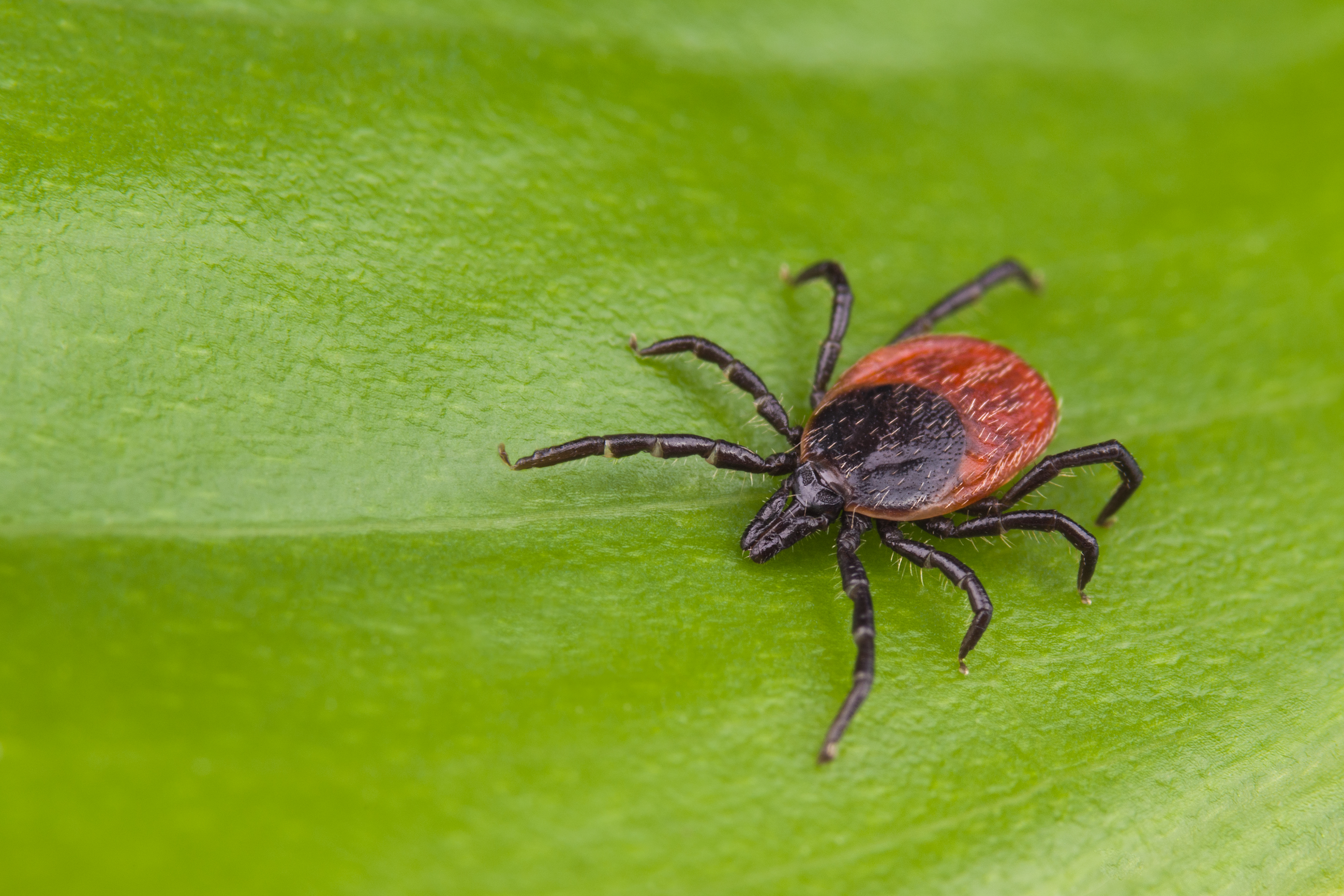An undated image of a deer tick.