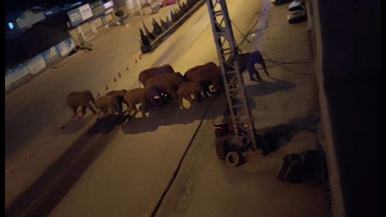 FILE PHOTO: A herd of elephants walk along a road in Eshan, Yunan, China, May 27, 2021, in this still image taken from video obtained from social media. Eshan County Fang Yuan Car Care Center.