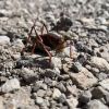 Forget swarms of cicadas. Millions of Mormon crickets are marching in the Idaho desert