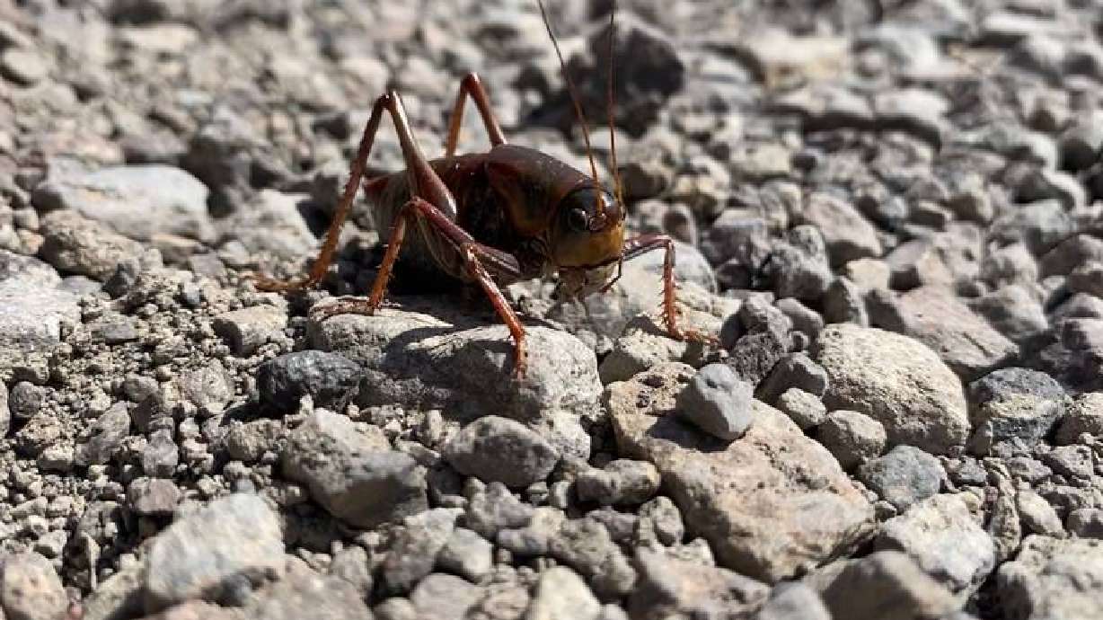 *****ONE TIME USE ONLY *******A Mormon cricket sits on a trail in the Owyhees on Monday. The crickets are widespread in Southwest Idaho, where one Boise woman saw thousands swarming at once.