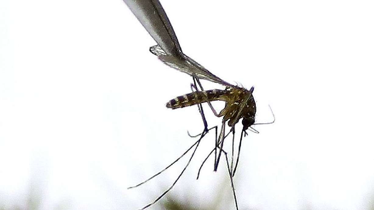 The St. Louis encephalitis virus — which is similar to West Nile virus — has been detected in Utah's mosquitoes, the Salt Lake County Health Department announced on Wednesday.