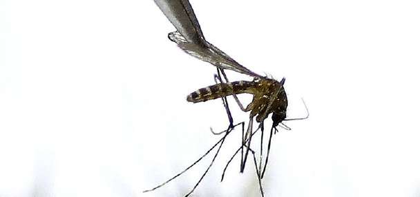 New virus detected in Salt Lake County mosquitoes, CDC confirms