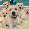 Puppies are born already knowing how to love us, study suggests