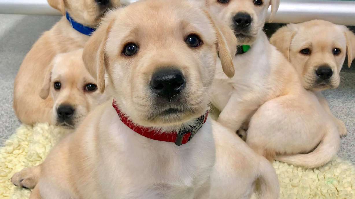 A few of the 375 puppies who participated in the research. Most were Labrador retrievers, golden retrievers or a lab-golden mix.