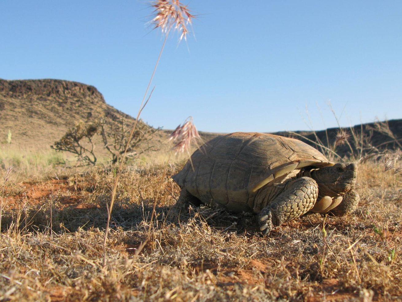 A desert tortoise basks in the sun in 2010.