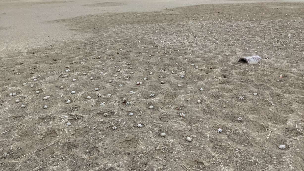 3,000 eggs abandoned after drone scares birds in California