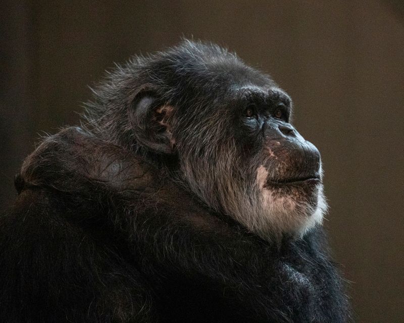 A November 23, 2018 handout photo shows Cobby, America's oldest male chimpanzee at the San Francisco Zoo, who died at age 63, the zoo announced on June 6, 2021. Marianne V Hale/San Francisco Zoo and Gardens/Handout via REUTERS ATTENTION EDITORS -THIS IMAGE HAS BEEN SUPPLIED BY A THIRD PARTY. MANDATORY CREDIT. NO RESALES. NO ARCHIVES