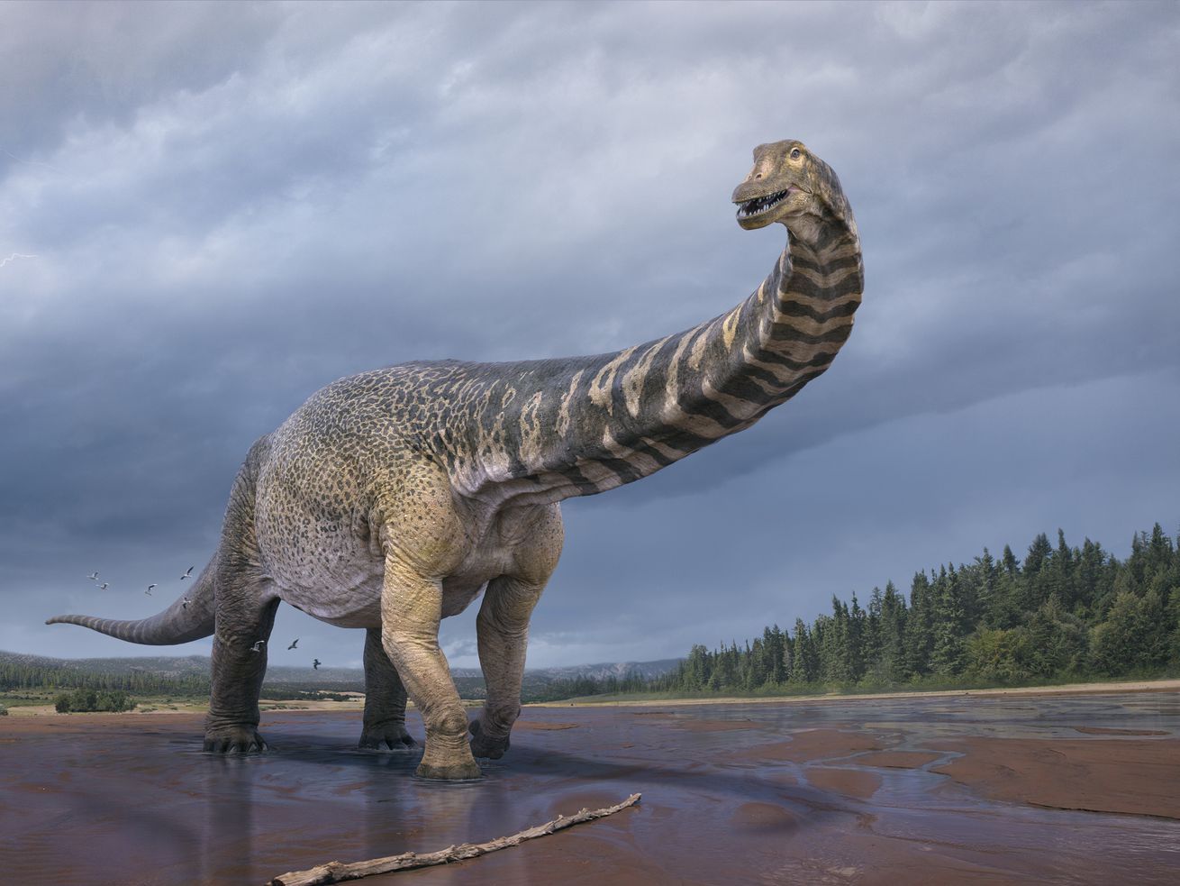 Australotitan cooperensis, nicknamed "Cooper,” is the
largest dinosaur species found in Australia.