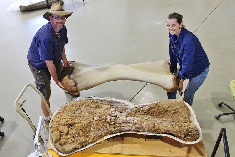 Scott Hocknull and Robyn Mackenzie with a 3D reconstruction and the fossilized bone of a humerus from
Australotitan cooperensis, the largest dinosaur found in Australia.