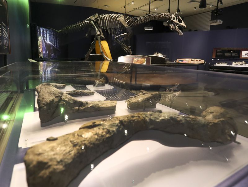 A skeletal model of a Cryolophosaurus rises above real bones of the dinosaur in the Antarctic Dinosaurs exhibit at the
Natural History Museum of Utah in Salt Lake City on Friday, Oct. 23, 2020. The exhibit guides visitors through what was once a lush, thriving continent and explains how paleontologists carefully
extracted four Antarctic dinosaur species from the now-frozen landscape.