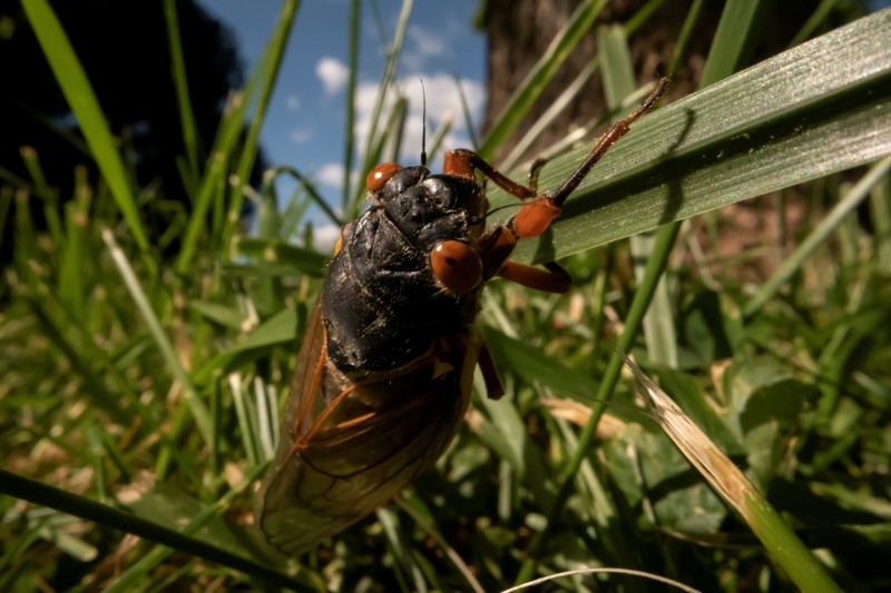 FILE PHOTO: A newly emerged adult cicada stands on grass at Rosemary Hills-Lyttonsville Local Park  in Chevy Chase, Maryland, U.S.,  May 12, 2021. REUTERS/Carlos Barria