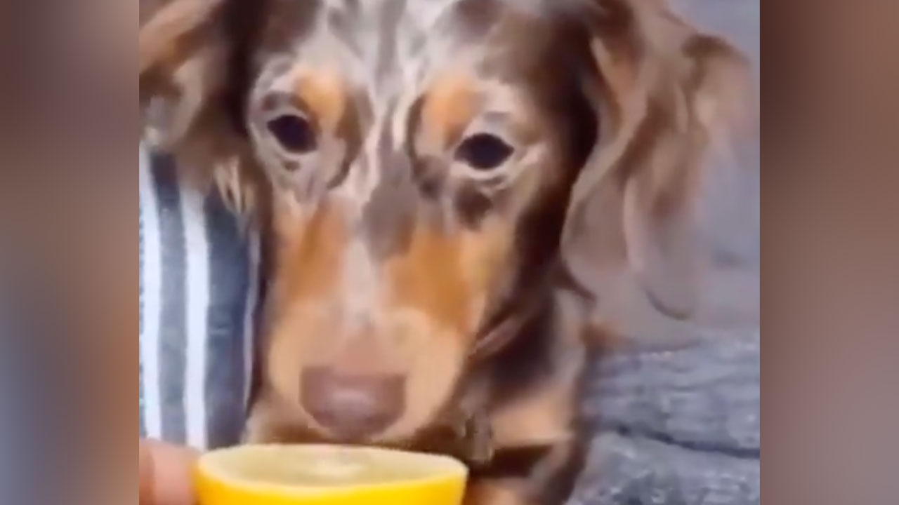 Dog tastes a lemon ... and has a breakdown.
