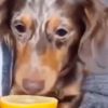 Have You Seen This? Dog loses his mind after tasting a lemon
