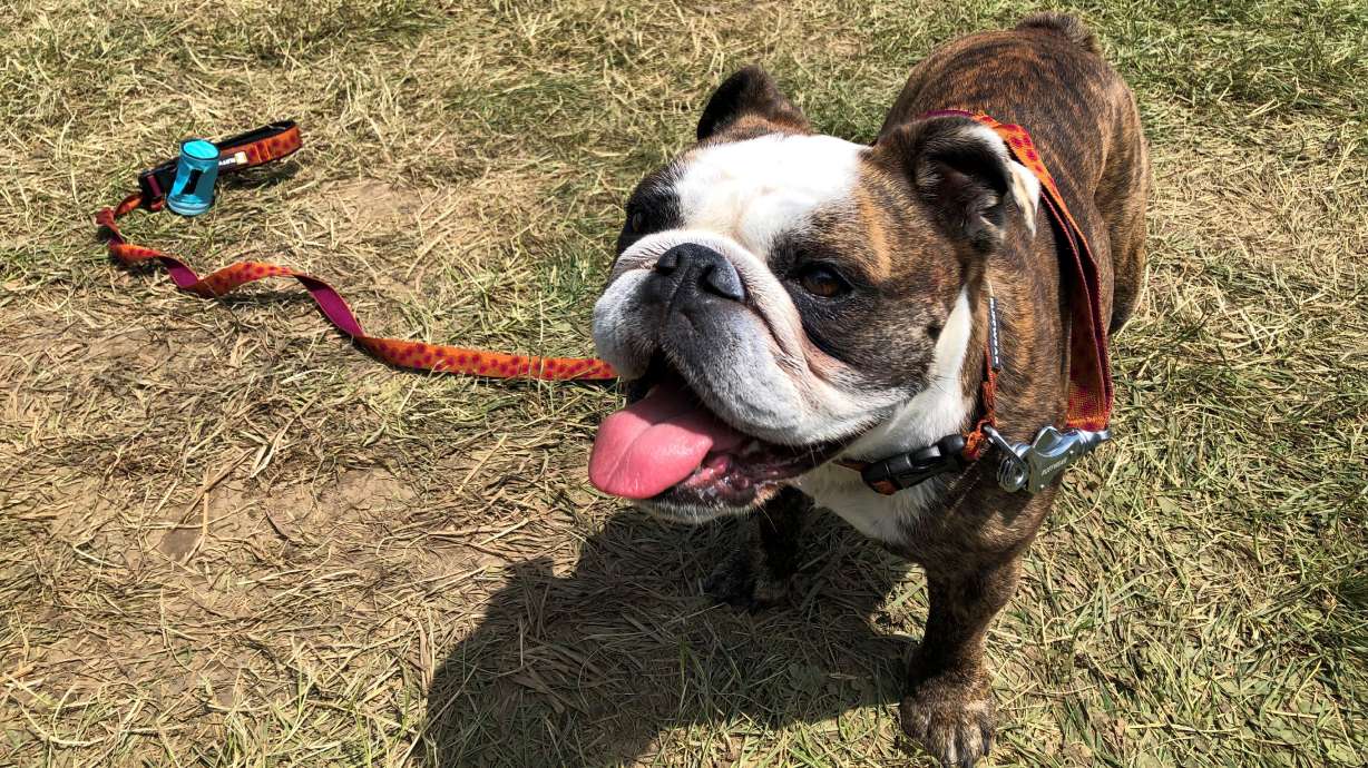Border collie Verb wins agility title at unique Westminster