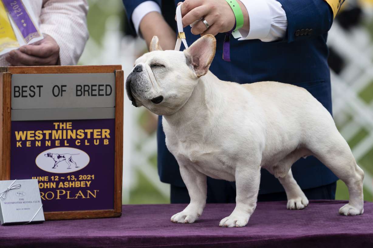 Mathew, a French bulldog, wins the top prize in his breed group at the 145th Annual Westminster Kennel Club Dog Show, Saturday, June 12, 2021, in Tarrytown, N.Y.