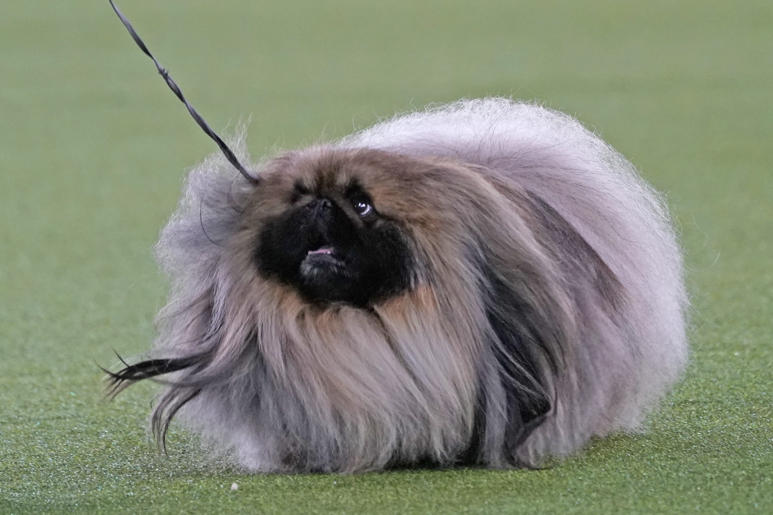 Prime Peke! Wasabi the Pekingese wins Westminster dog show