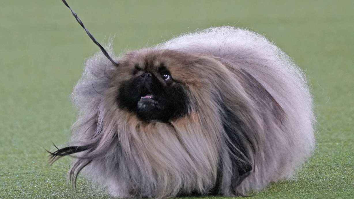 Prime Peke! Wasabi the Pekingese wins Westminster dog show