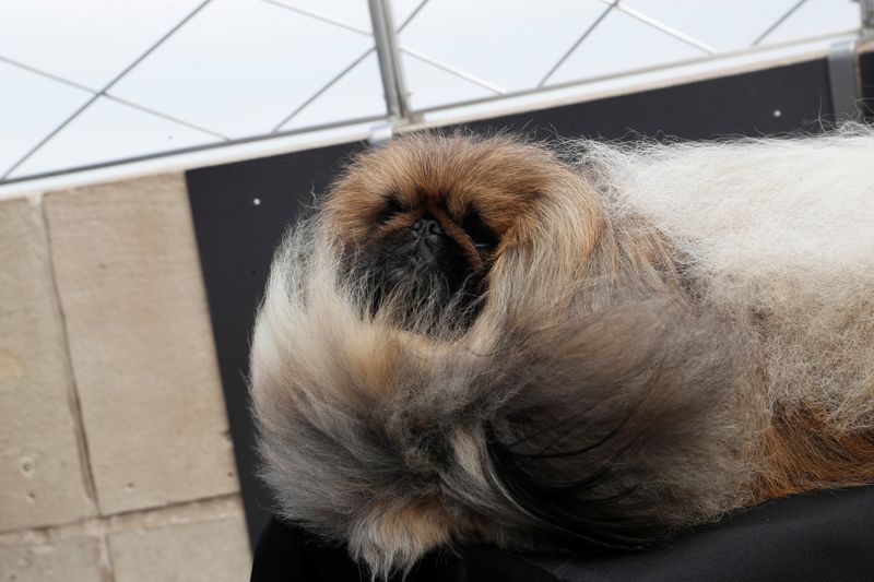 Wasabi, a Pekingese of East Berlin, Pennsylvania sits after winning the Best in Show at the 145th Westminster Kennel Club Dog Show during a photo opportunity at the Empire State Building in New York City, U.S., June 14, 2021. REUTERS/Shannon Stapleton