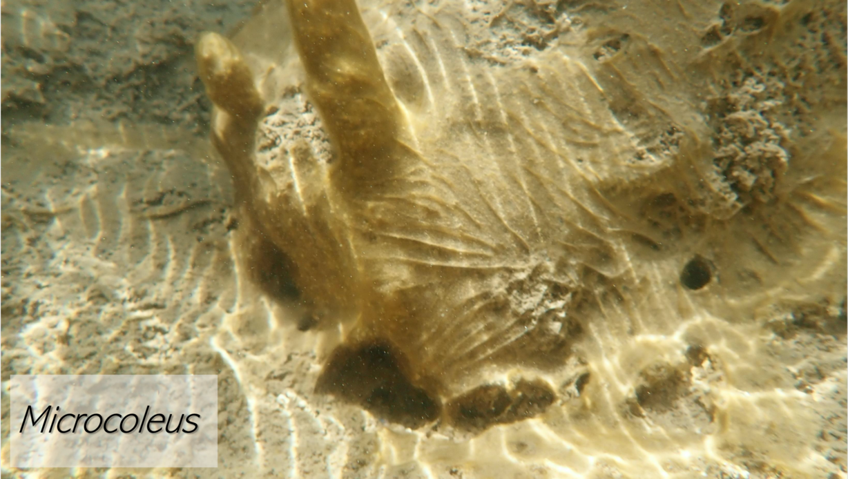 An undated photo of microcoleus found in the Virgin River. Park scientists say it is an example of benthic cyanobacteria, something that hadn't been found in the state before.