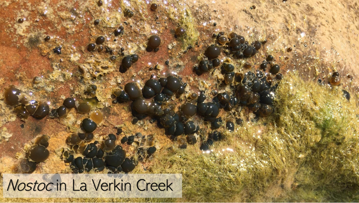 An undated photo of nostoc found in La Verkin Creek. Zion National Park scientists say it is an example of benthic cyanobacteria, something that hadn't been found in the state before.