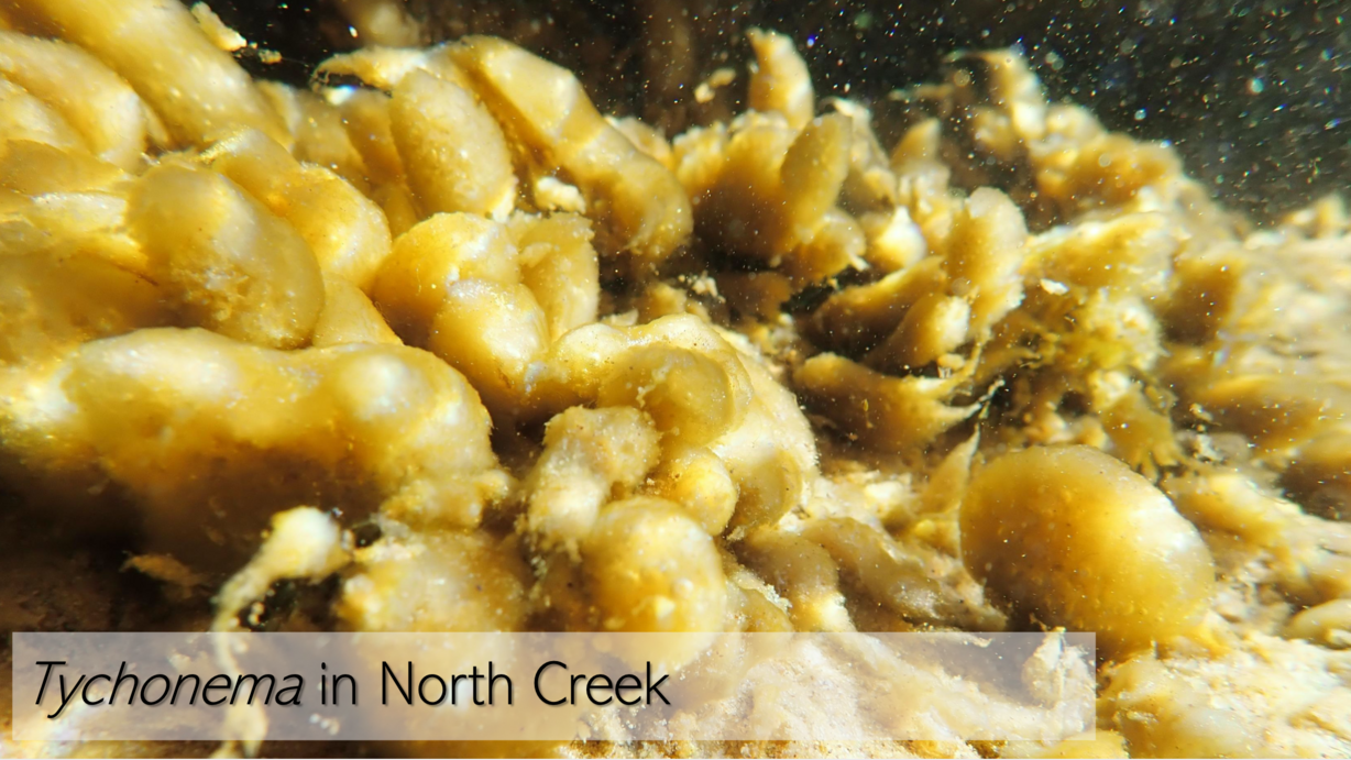 An undated photo of tychonema found in the North Creek. Zion National Park scientists say it is an example of benthic cyanobacteria, something that hadn't been found in the state before.