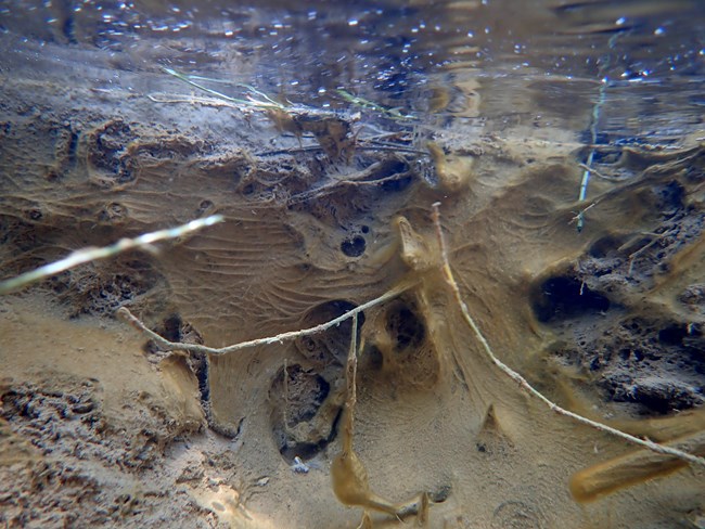 An undated image of cyanobacteria found in the Virgin River at Zion National Park. Scientists say the concentration of bacteria from the algal bloom has gone down, but there's still enough to pose risks to park visitors this summer.