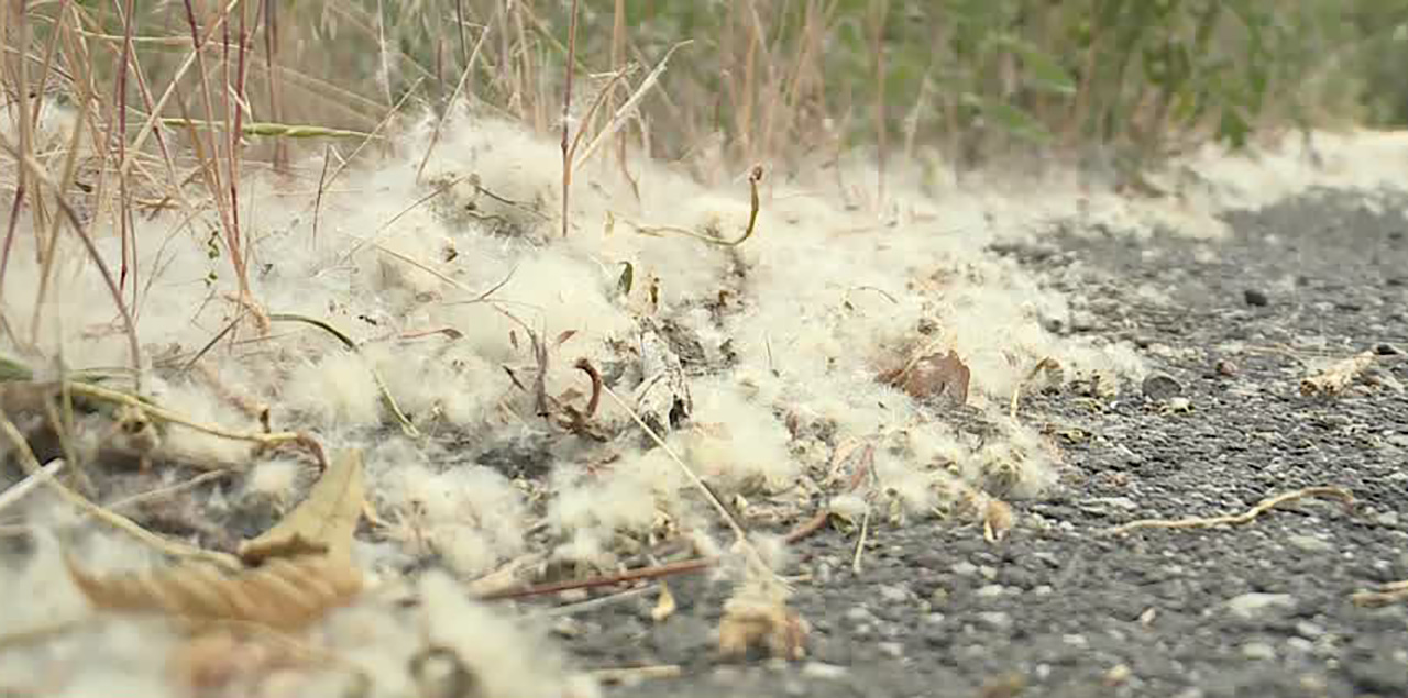 "This stuff is just like gasoline," Deputy Fire Marshal Jared Taylor says of cotton from nearby trees Wednesday, June 16, 2021.