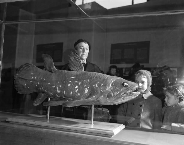 PLIK - Na tym zdjęciu z 21 marca 1954 r. zwiedzający Muzeum Historii Naturalnej w Paryżu oglądają wystawę celakantów. "żywa skamielina," Wciąż istnieją od czasów dinozaurów, mogą żyć nawet 100 lat, zgodnie z badaniem opublikowanym w czwartek, 17 czerwca 2021 r., wydanie Current Biology.