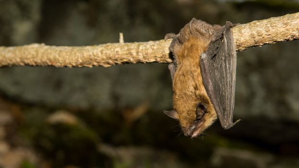 First bat with rabies of summer season found in Utah, health officials say - KSL.com