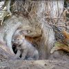 Have You Seen This? Wolf pup just wants to howl, but the universe isn't ready