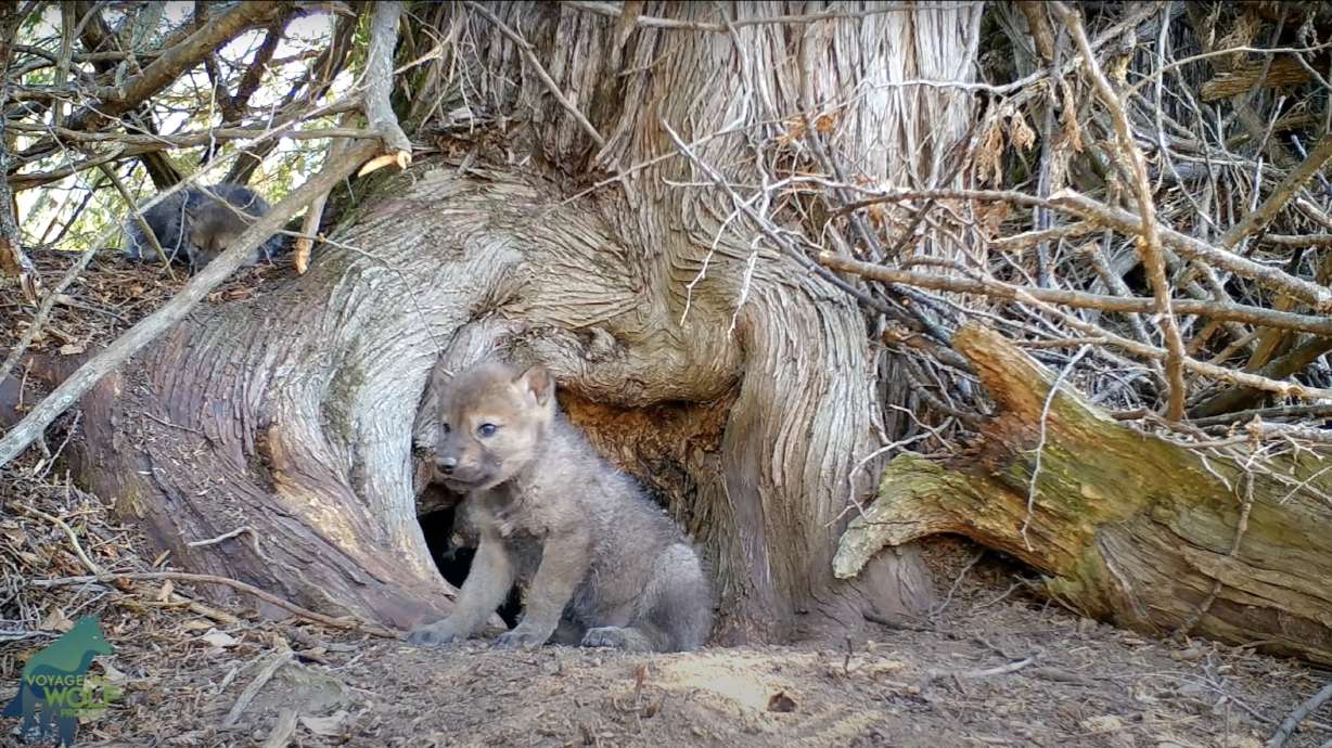 A small wolf pup gives a shot at howling.