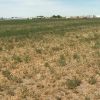 Drought forces farmers to abandon fields of dry crops