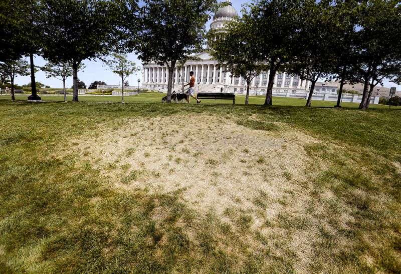 A dry patch of grass on the grounds of the Capitol in Salt Lake City is pictured on Wednesday, June 16, 2021. Gov.
Spencer Cox has issued an executive order forbidding irrigation at
state facilities between 10 a.m. and 6 p.m.