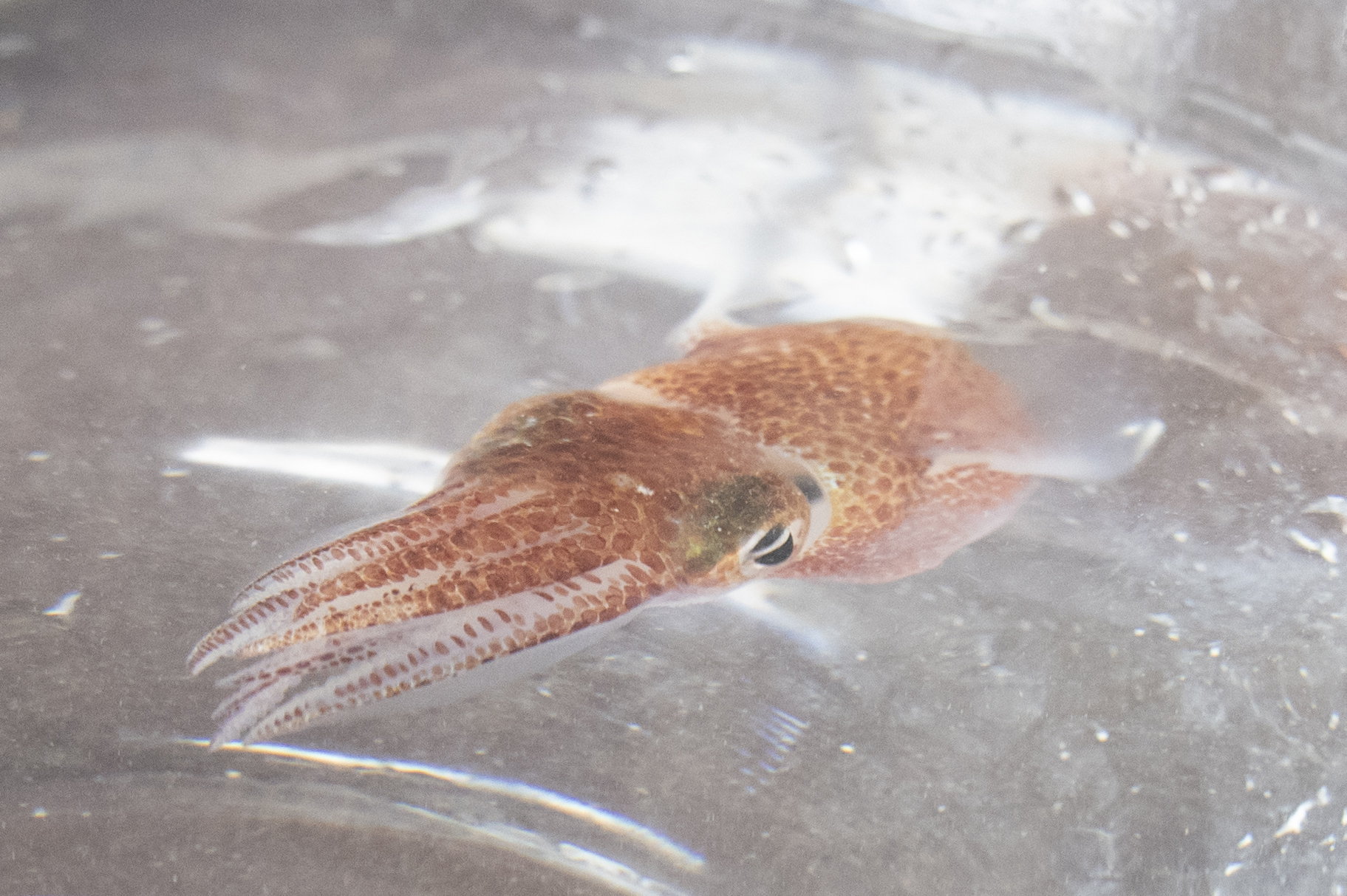 Dozens of baby squid from Hawaii are in space for study. The baby Hawaiian bobtail squid were raised at the University of Hawaii's Kewalo Marine Laboratory and were blasted into space earlier this month on a SpaceX resupply mission to the International Space Station.