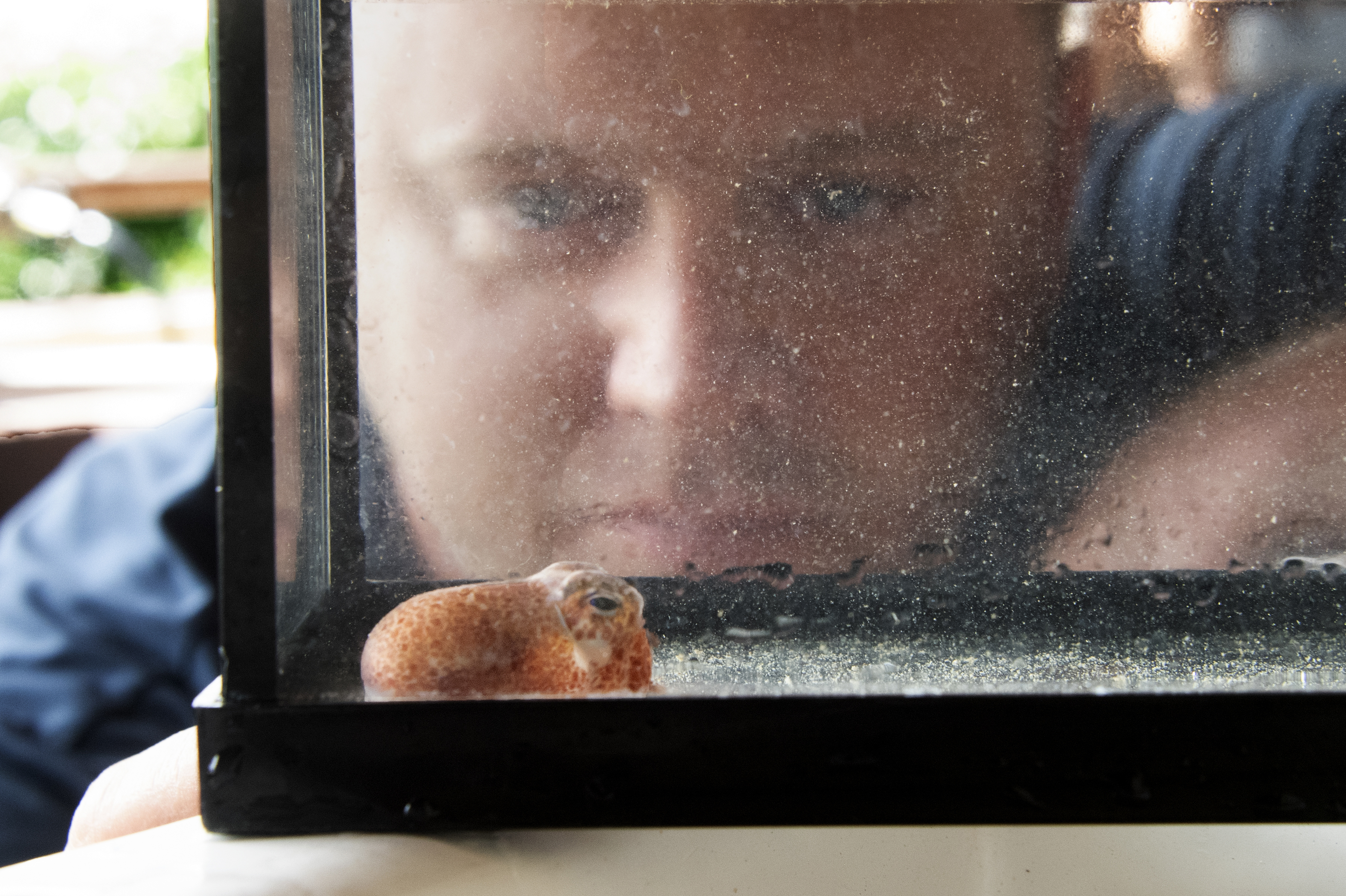 El director del laboratorio, Randall Scarborough, observa un calamar en Honolulu el 11 de junio de 2021. En el espacio de estudio hay decenas de calamar bebé de Hawai. La cría de calamar bobtail hawaiano se crió en el Laboratorio Marino Kewalo de la Universidad de Hawai y se lanzó al espacio a principios de este mes en una misión de reabastecimiento de combustible de SpaceX a la Estación Espacial Internacional.