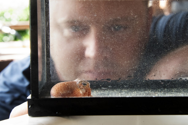 El director del laboratorio, Randall Scarborough, observa un calamar en Honolulu el 11 de junio de 2021. En el espacio de estudio hay decenas de calamar bebé de Hawai. La cría de calamar bobtail hawaiano se crió en el Laboratorio Marino Kewalo de la Universidad de Hawai y se lanzó al espacio a principios de este mes en una misión de reabastecimiento de combustible de SpaceX a la Estación Espacial Internacional.