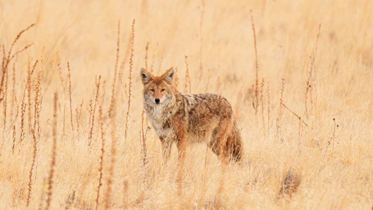 A coyote roams around Antelope Island on Oct. 23, 2020. While not protected by the Utah Division of Wildlife Resources, state officials say people still cannot own a coyote or other wild animals without the proper permit.
