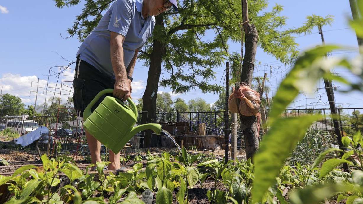 Dusan Marginos waters his plot at Wasatch Community Gardens’ Grateful Tomato Garden in Salt Lake City on Thursday, June
3, 2021.